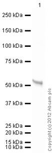 Anti-Vitamin D Receptor antibody (ab82566) at 1 µg/ml + Human Vitamin D Receptor full length protein (ab82068) at 0.1 µgSecondaryGoat Anti-Rabbit IgG H&L (HRP) preadsorbed (ab97080) at 1/5000 dilutiondeveloped using the ECL techniquePerformed under reducing conditions.Exposure time :  20 seconds
