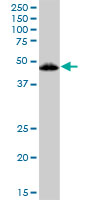 Anti-Vitamin D Receptor antibody (ab89626) at 1 µg/ml + 293 Cell lysate at 50 µg