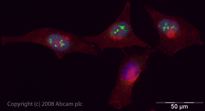 ICC/IF image of ab37003 stained human HeLa cells. The cells were PFA fixed (10 min), permabilised in PBS-T (20 min) and incubated with the antibody (ab37003, 5µg/ml) for 1h at room temperature. 1%BSA / 10% normal goat serum / 0.3M glycine was used to quench autofluorescence and block non-specific protein-protein interactions. The secondary antibody (green) was Alexa Fluor® 488 goat anti-rabbit IgG (H+L) used at a 1/1000 dilution for 1h. Alexa Fluor® 594 WGA was used to label plasma membranes (red). DAPI was used to stain the cell nuclei (blue).