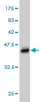Western blot against tagged recombinant protein immunogen using ab57091 VPREB3 antibody at 1ug/ml.