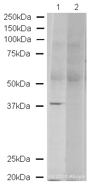 All lanes : Anti-VPS26 antibody (ab23892) at 1 µg/mlLane 1 : Human kidney lysateLane 2 : Human kidney lysate with Human VPS26 peptide (ab24288) at 1 µg/mlLysates/proteins at 20 µg per lane.SecondaryAlexa Fluor Goat polyclonal to Rabbit IgG (700) at 1/10000 dilutionPerformed under reducing conditions.