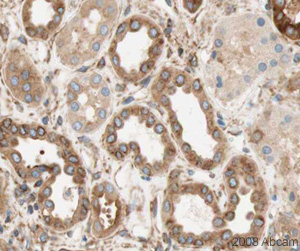 Image courtesy of Human Protein Atlasab23892 staining VPS26 in Human kidney. The paraffin embedded tissue was incubated with ab23892 (1/500 dilution) for 30 mins at room temperature. Antigen retrieval was performed by heat induction in citrate buffer pH 6. ab23892 was tested in a tissue microarray (TMA) containing a wide range of normal and cancer tissues as well as a cell microarray consisting of a range of commonly used, well characterised human cell linesFurther results for this antibody can be found at www.proteinatlas.org