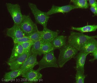 ICC/IF image of ab23892 stained human HEK 293 cells. The cells were 4% PFA fixed (10 min), permabilised in 0.1% PBS-Tween (20 min) and incubated with the antibody (ab23892, 1µg/ml) for 1h at room temperature. 1%BSA / 10% normal goat serum / 0.3M glycine was used to block non-specific protein-protein interactions. The secondary antibody (green) was Alexa Fluor® 488 goat anti-rabbit IgG (H+L) used at a 1/1000 dilution for 1h. Alexa Fluor® 594 WGA was used to label plasma membranes (red). DAPI was used to stain the cell nuclei (blue). This antibody also gave a positive IF result in HeLa and HepG2 cells.