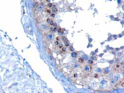 ab10133 (10µg/ml) staining of Human Testis by IHC-P. Microwaved antigen retrieval with Tris/EDTA buffer pH9 and HRP-staining.