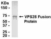 Anti-VPS28 antibody (ab37729) at 1/2000 dilution + VPS28 fusion protein at 0.5 µgSecondaryGoat anti-IgY-HRP at 1/1000 dilution