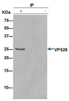 ab154793 (unpurified) at 1/50 immunoprecipitating VPS28 in jurkat cell lysate (Lane 1). Lane 2 - PBS. For western blotting, a HRP-conjugated anti-rabbit IgG, specific to the non-reduced form of IgG was used as the secondary antibody (1/1500).Blocking buffer and concentration: 5% NFDM/TBST.Diluting buffer and concentration: 5% NFDM /TBST.