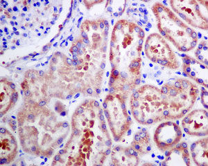 Immunohistochemical analysis of paraffin-embedded Human kidney tissue labeling VPS28 with ab167172 at 1/50 dilution.