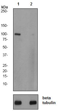All lanes : Anti-SIRT1 (phospho S47) antibody [EPR2849Y] (ab76039) at 1/2000 dilutionLane 1 : 293 cell lysateLane 2 : 293 cell lysate treated with LPLysates/proteins at 10 µg per lane.SecondaryHRP labelled goat anti-rabbit at 1/2000 dilution