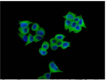 Immunocytochemical staining of paraformaldehyde fixed MCF-7 cells labeling VPS4a using ab180581 at 1/500 dilution and Goat anti rabbit IgG(Alexa Fluor®t 488) at 1/200. Cells were counterstainined with DAPI (blue)