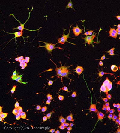 ICC/IF image of ab74813 stained PC12 cells. The cells were 100% methanol fixed (5 min) and then incubated in 1%BSA / 10% normal goat serum / 0.3M glycine in 0.1% PBS-Tween for 1h to permeabilise the cells and block non-specific protein-protein interactions. The cells were then incubated with the antibody ab74813 at 1/200 dilution overnight at +4°C. The secondary antibody (green) was DyLight® 488 goat anti- rabbit (ab96899) IgG (H+L) used at a 1/250 dilution for 1h. Alexa Fluor® 594 WGA was used to label plasma membranes (red) at a 1/200 dilution for 1h. DAPI was used to stain the cell nuclei (blue) at a concentration of 1.43µM.