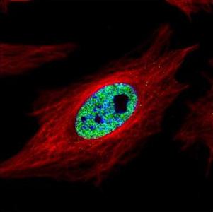 ab126180, at a 1/500 dilution, staining SMARCC1 in paraformaldehyde-fixed HeLa cells by Immunofluorescence (green). Alpha tubulin filaments are stained in red and the nucleus in blue.