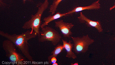 ICC/IF image of ab72503 stained HeLa cells. The cells were 100% methanol fixed (5 min) and then incubated in 1%BSA / 10% normal goat serum / 0.3M glycine in 0.1% PBS-Tween for 1h to permeabilise the cells and block non-specific protein-protein interactions. The cells were then incubated with the antibody (ab72503, 5µg/ml) overnight at +4°C. The secondary antibody (green) was ab96899, DyLight® 488 goat anti-rabbit IgG (H+L) used at a 1/250 dilution for 1h.Alexa Fluor® 594 WGA was used to label plasma membranes (red) at a 1/200 dilution for 1h. DAPI was used to stain the cell nuclei (blue) at a concentration of 1.43µM.