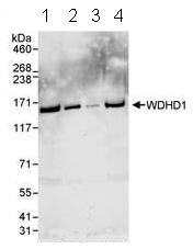All lanes : Anti-WDHD1 antibody (ab72436) at 0.04 µg/mlLane 1 : HeLa whole cell lysate at 50 µgLane 2 : HeLa whole cell lysate at 15 µgLane 3 : HeLa whole cell lysate at 5 µgLane 4 : 293T whole cell lysate at 50 µg