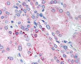 ab67341, at 15µg/ml, staining WDHD1 in kidney cells by immunohistochemistry using formalin-fixed, paraffin-embedded tissue.