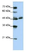 Anti-WDR13 antibody (ab50955) at 1.25 µg/ml + Jurkat cell lysate at 10 µgSecondaryHRP conjugated anti-Rabbit IgG