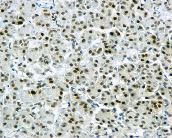 ab169526 showing +ve staining in Human normal pancreas tissue.