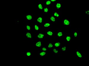 Immunofluorescent analysis of HeLa cells labeling WDR4 with ab169526 at 1/50.