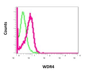 Flow Cytometrical analysis of permeabilized HeLa cells with ab169526 antibody at a dilution of 1/100 (red) or a rabbit IgG (negative) (green).
