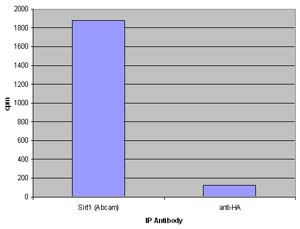 SIRT1 was immunoprecipitated from HeLa nuclear extract. The  IP'd fraction was incubated with a histone H4 peptide acetylated with tritiated acetyl-coA, in the presence or absence of NAD+ (the cofactor for SIRT's). After incubation the free label (released acetyl groups) was separated from the peptide.