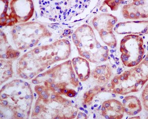Immunohistochemical analysis of paraffin-embedded Human kidney tissue labelling WDR68 with ab138490 at 1/100 dilution.