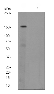 All lanes : Anti-SMC1 (phospho S957) antibody [EPR2857Y] (ab75768) at 1/1000 dilutionLane 1 : Hela cells lysate, untreatedLane 2 : Hela cells lysate, treated with APLysates/proteins at 10 µg per lane.SecondaryHRP-conjugated goat anti-rabbit at 1/2000 dilution