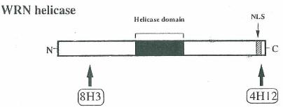WRN helicase is illustrated above.The helicase domain is shown in black, and the nuclear localizing signal region is hatched. Epitope sites of 4H12 and 8H3 identified by the studies with various recombinant WRN helicases (Shiratori et. al., J. Cell Biol. 144: 1-9 (1999) are also shown.