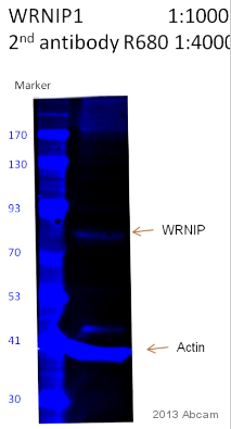 Anti-WHIP antibody (ab99316) at 1/1000 dilution + Mouse T cell lysate at 80 µgSecondaryIRDye® 680-conjugated Goat anti-rabbit IgG polyclonal at 1/4000 dilutionPerformed under reducing conditions.