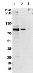 All lanes : Anti-WHIP antibody (ab99316) at 0.4 µg/mlLane 1 : HeLa whole cell lysate at 50 µgLane 2 : HeLa whole cell lysate at 15 µgLane 3 : HeLa whole cell lysate at 5 µgdeveloped using the ECL technique