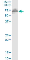Anti-WHSC2 antibody (ab167675) at 1/500 dilution + Raw 264.7 cell lysate at 50 µgdeveloped using the ECL technique