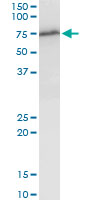 Anti-WHSC2 antibody (ab167675) at 1/500 dilution + NIH/3T3 cell lysate at 50 µgdeveloped using the ECL technique