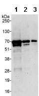 All lanes : Anti-WHSC2 antibody (ab85852) at 0.1 µg/mlLane 1 : HeLa whole cell lysate at 50 µgLane 2 : HeLa whole cell lysate at 15 µgLane 3 : HeLa whole cell lysate at 5 µgdeveloped using the ECL technique
