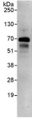 Detection of WHSC2 by Western Blot of Immunprecipitate. ab85852, at 1 µg/ml, staining WHSC2 in HeLa whole cell lysate immunoprecipitated using ab85852 at 3 µg/mg lysate (1 mg/IP; 20% of IP loaded/lane). Detection: Chemiluminescence with exposure time of 3 minutes.