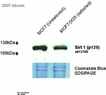 All lanes : Anti-SIRT1 antibody (ab13749) at 5 µg/mlLane 1 : 10 µg Human MCF7 breast cancer whole cell lysateLane 2 : 10 µg Human MCF7 breast cancer whole cell lysate, selected for multiple drug resistance with doxorubicin for 72 hoursSecondaryHRP-conjugated Goat anti-Rabbitdeveloped using the ECL techniquePerformed under reducing conditions.