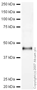 Anti-WIF1 antibody (ab33281) at 1/250 dilution + WIF-1 Recombinant Protein at 0.0025 µgSecondaryIRDye 680 Conjugated Goat Anti-Rabbit IgG (H+L) at 1/10000 dilutionPerformed under reducing conditions.