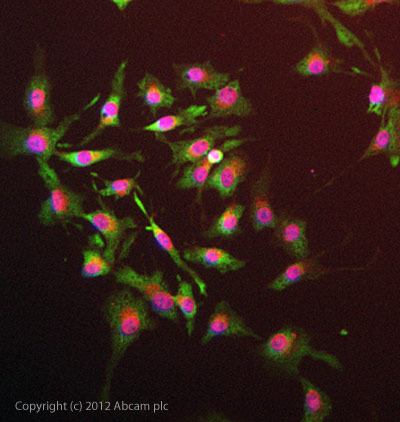 ICC/IF image of ab10737 stained HepG2 cells. The cells were 4% formaldehyde fixed (10 min) and then incubated in 1%BSA / 10% normal goat serum / 0.3M glycine in 0.1% PBS-Tween for 1h to permeabilise the cells and block non-specific protein-protein interactions. The cells were then incubated with the antibody ab10737 at 1µg/ml overnight at +4°C. The secondary antibody (green) was DyLight® 488 goat anti- rabbit (ab96899) IgG (H+L) used at a 1/1000 dilution for 1h. Alexa Fluor® 594 WGA was used to label plasma membranes (red) at a 1/200 dilution for 1h. DAPI was used to stain the cell nuclei (blue) at a concentration of 1.43µM.