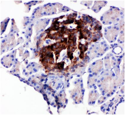 Immunohistochemical analysis of paraffin-embedded rat pancreas tissue labeling WISP1 with ab178547 at 1 µg/ml.