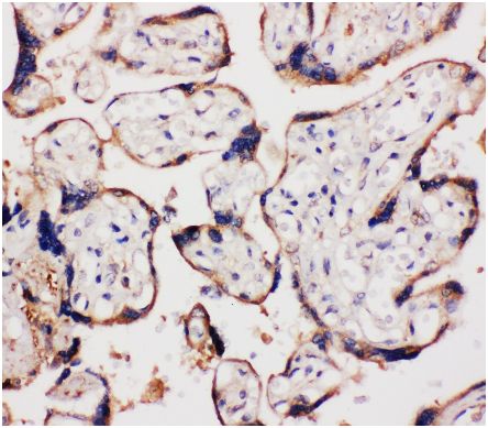 Immunohistochemical analysis of paraffin-embedded Human placenta tissue labeling WISP1 with ab178547 at 1 µg/ml.