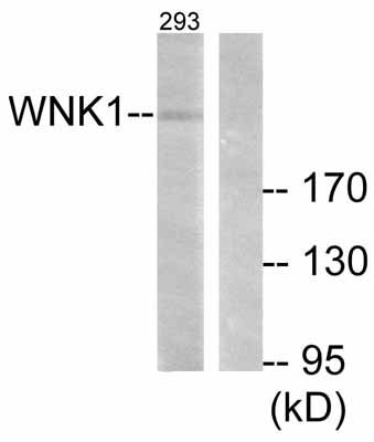 All lanes : Anti-WNK1 antibody (ab53151) at 1/300 dilutionLane 1 : Extracts from 293 cells treated with EGF (200ng/ml, 30 min) with no peptideLane 2 : Extracts from 293 cells treated with EGF (200ng/ml, 30 min) with peptide