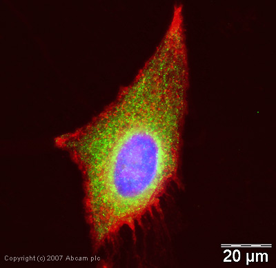 ICC/IF image of ab35069 stained human HeLa cells. The cells were methanol fixed (5 min) and incubated with the antibody (ab35069, 5µg/ml) for 1h at room temperature. The secondary antibody (green) was Alexa Fluor® 488 goat anti-rabbit IgG (H+L) used at a 1/1000 dilution for 1h. Image-iTTM FX Signal Enhancer was used to quench autofluorescence. 5% BSA (in TBS-T) was used for all other blocking steps. DAPI was used to stain the cell nuclei (blue). Alexa Fluor® 594 WGA was used to label plasma membranes (red).