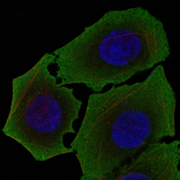 ab91191 staining Wnt1 in HepG2 cells by Confocal Immunofluorescence (green). Red: Actin filaments that have been labeled with DY-554 phalloidin. Blue: DRAQ5 fluorescent DNA dye.