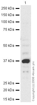 Anti-Wnt11 antibody (ab31962) at 1 µg/ml + MDA MB 361 (Human breast adenocarcinoma cell line) Whole Cell Lysate at 15 µgSecondaryGoat polyclonal to rabbit IgG - H&L - Pre Adsorbed (HRP) at 1/3000 dilutionPerformed under reducing conditions.
