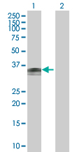 All lanes : Anti-Wnt7b antibody (ab67771) at 1/500 dilutionLane 1 : WNT7B transfected 293T cell lysateLane 2 : Non-transfected lysateLysates/proteins at 25 µg per lane.SecondaryGoat Anti-Mouse IgG (H&L)-HRP conjugate at 1/2500 dilution