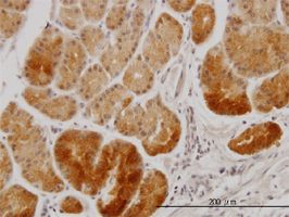 XAB1 antibody (ab56974) used in immunohistochemistry at 3ug/ml on formalin fixed and paraffin embedded human stomach.