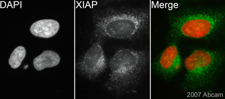 ab2541 (1/200) staining XIAP in HeLa cells (green). Cells were permeabilised with 0.5% Triton-X100/ PBS, fixed in methanol (-20oC, 10min) and counterstained with DAPI (red) in order to highlight the nucleus. Please refer to abreview for further experimental details.See Abreview