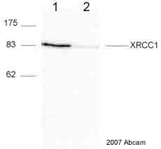 All lanes : Anti-XRCC1 antibody [33-2-5] (ab1838) at 1/500 dilutionLane 1 : Human dermal fibroblast - whole cell lysate. Treated with non-targeting siRNALane 2 : Human dermal fibroblast - whole cell lysate. Treated with XRCC1 siRNASecondaryHRP conjugated rabbit ant-mouse antibody at 1/2500 dilutiondeveloped using the ECL techniquePerformed under reducing conditions.