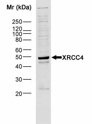 Anti-XRCC4 antibody - ChIP Grade (ab145) at 1/2000 dilution + HeLa nuclear extract SecondarySHEEP ANTI RABBIT IgG:HRP 