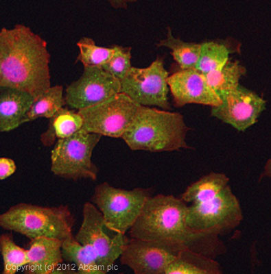 ICC/IF image of ab70259 stained DU145 cells. The cells were 4% formaldehyde fixed (10 min) and then incubated in 1%BSA / 10% normal goat serum / 0.3M glycine in 0.1% PBS-Tween for 1h to permeabilise the cells and block non-specific protein-protein interactions. The cells were then incubated with the antibody (ab70259, 5µg/ml) overnight at +4°C. The secondary antibody (green) was ab96899, DyLight® 488 goat anti-rabbit IgG (H+L) used at a 1/250 dilution for 1h. Alexa Fluor® 594 WGA was used to label plasma membranes (red) at a 1/200 dilution for 1h. DAPI was used to stain the cell nuclei (blue) at a concentration of 1.43µM.