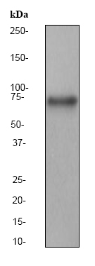 Anti-YAP1 antibody [EP1674Y] (ab52771) at 1/50000 dilution + Hela cell lysate at 10 µgSecondaryGoat anti-rabbit HRP labeled at 1/2000 dilution