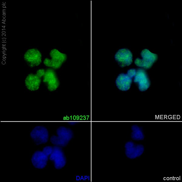 Immunocytochemistry/Immunofluorescence analysis of HUT-78 cells labelling YY1 with purified ab109237 at 1/50. Cells were fixed with 4% paraformaldehyde and permeabilized with 0.1% Triton X-100. ab150077, an Alexa Fluor® 488-conjugated goat anti-rabbit IgG (1/500) was used as the secondary antibody. DAPI (blue) was used as the nuclear counterstain.Control: primary antibody (1/50) and secondary antibody, ab150120, an Alexa Fluor® 594-conjugated goat anti-mouse IgG (1/500).