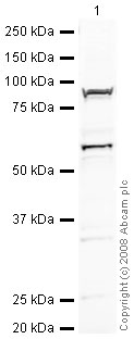 Anti-YY1 antibody - Nuclear Loading Control (ab43058) at 2 µg/ml + Jurkat (Human T cell lymphoblast-like cell line) Nuclear Lysate (ab14844) at 20 µgSecondaryIRDye 680 Conjugated Goat Anti-Rabbit IgG (H+L) at 1/10000 dilutionPerformed under reducing conditions.